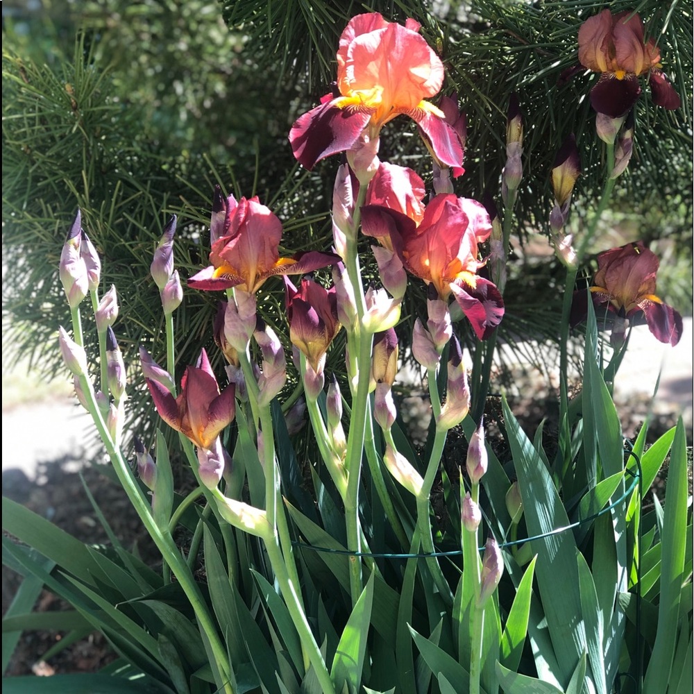 Meet your Posher, Virginia